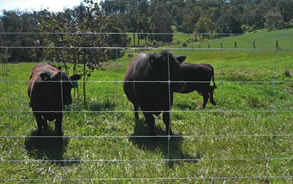 HOW TO BUILD A FENCE WITH CATTLE PANELS - SLIDESHARE